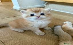 British Shorthair cats for sale: GCCF reg BSH & LH Chocolate & Black Golden Kittens - Image 32