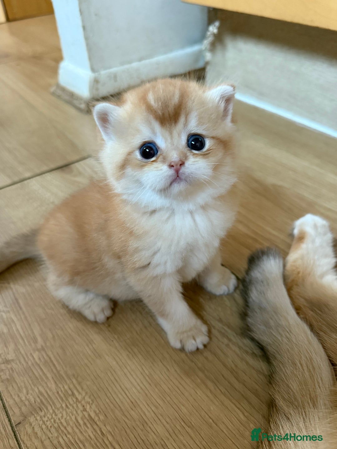 British Shorthair cats for sale: GCCF reg BSH & LH Chocolate & Black Golden Kittens - Image 32