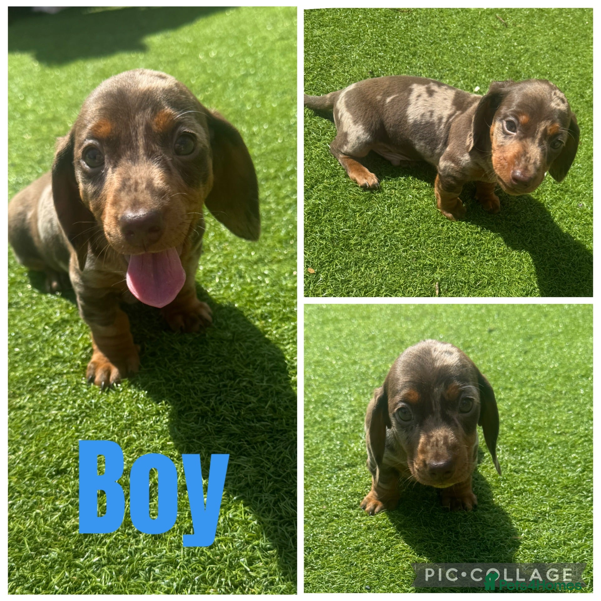 Miniature Dachshund dogs Beautiful miniature Dachshund puppies - Advert 7