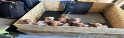 Labrador Retriever dogs for sale: Bitches available from litter of 7 - Advert 3