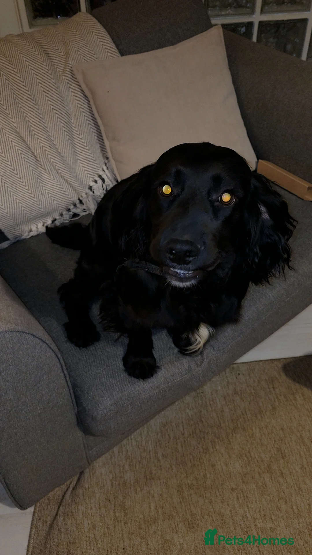 Cocker Spaniel dogs for sale: 1 year old needing a new home! - Advert 2