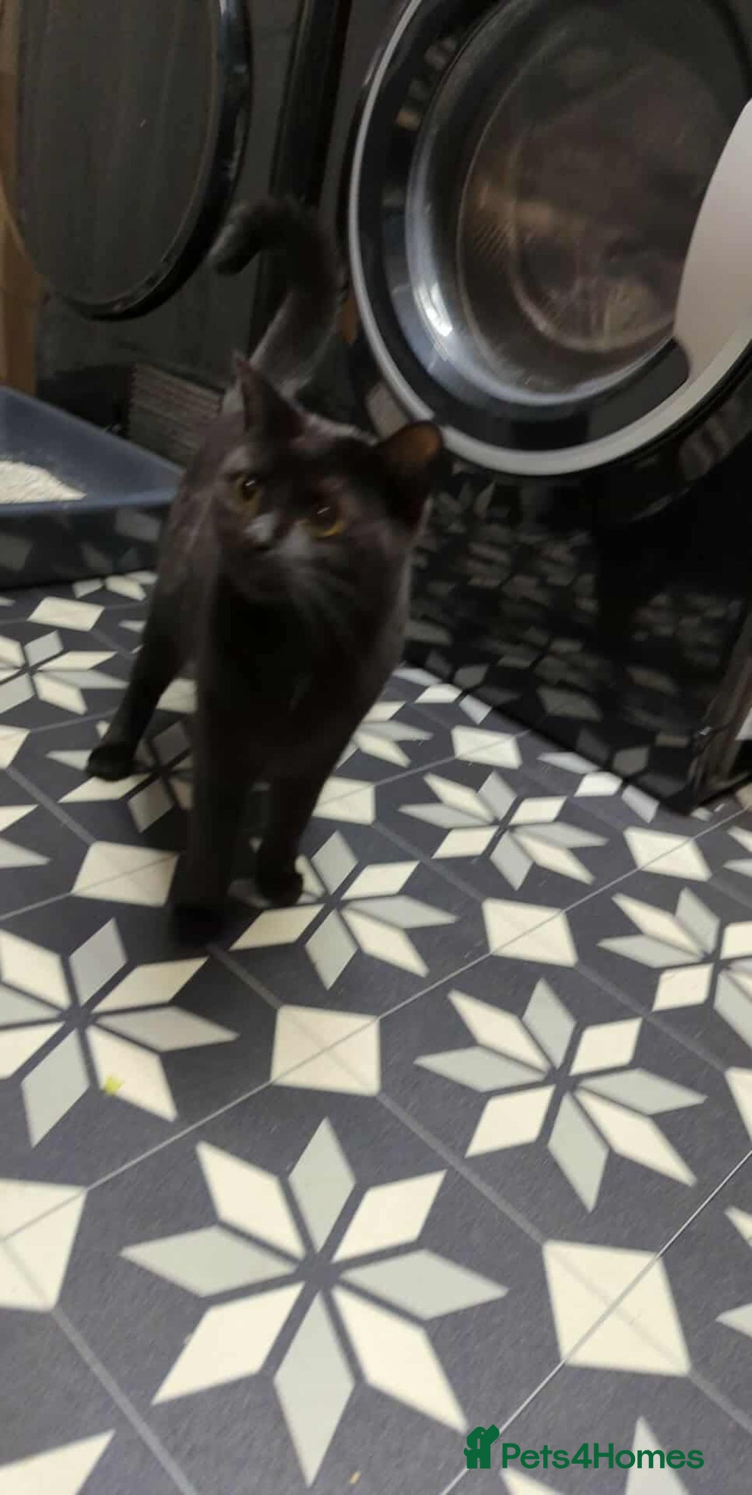 Mixed Breed cats for sale: Mixed kittens for sale  - Advert 2