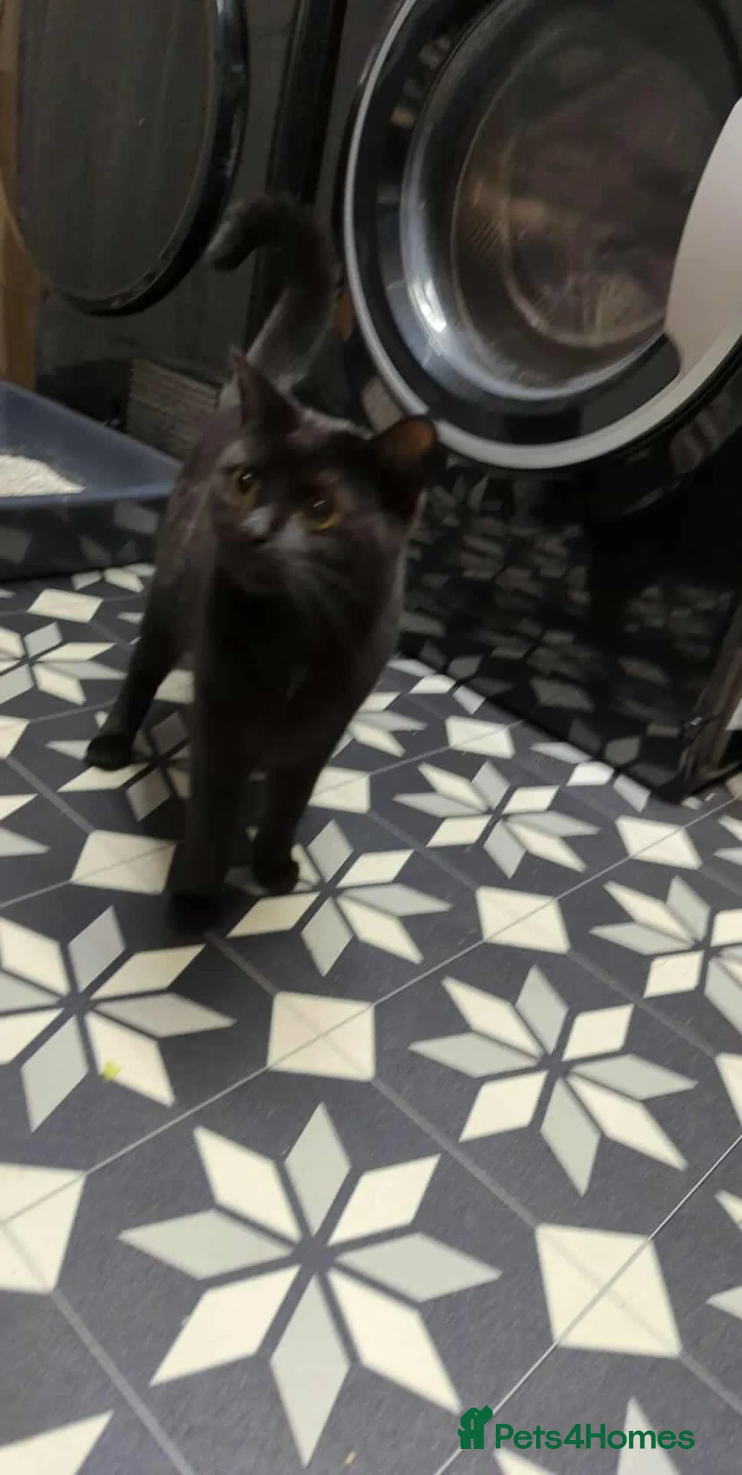 Mixed Breed cats for sale: Mixed kittens for sale  - Advert 2