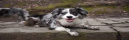 Border Collie dogs for sale: Beautiful health tested border collies - Advert 2