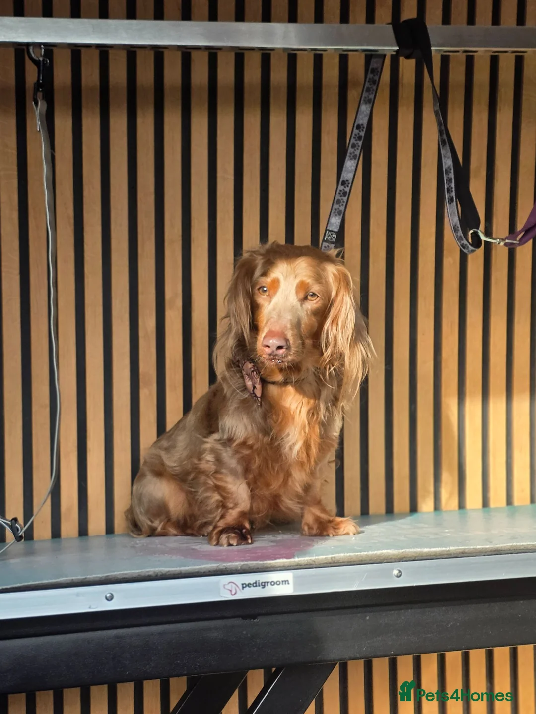 Miniature Dachshund dogs for stud: **RogueRoyales Luxe** PRA Clear Long Hair - Advert 1