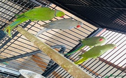 Ringnecks birds for sale: Ringneck  and Lord Derbyan for sale  in Attleborough - Image 1