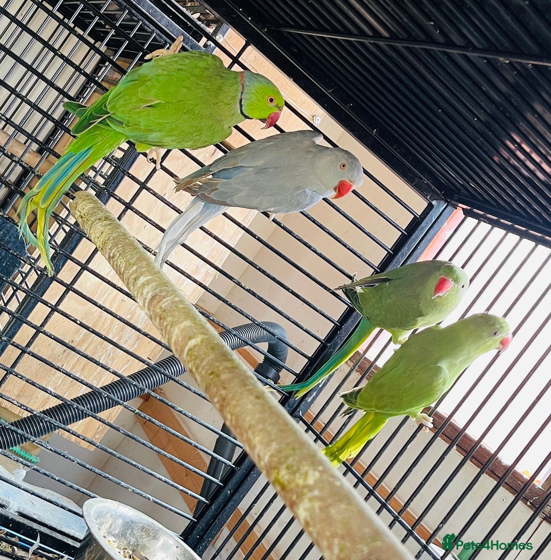 Ringnecks birds for sale: Ringneck  and Lord Derbyan for sale  in Attleborough - Image 1
