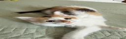 Mixed Breed cats for sale: Last Available Kitten Looking for Forever Home - Advert 8