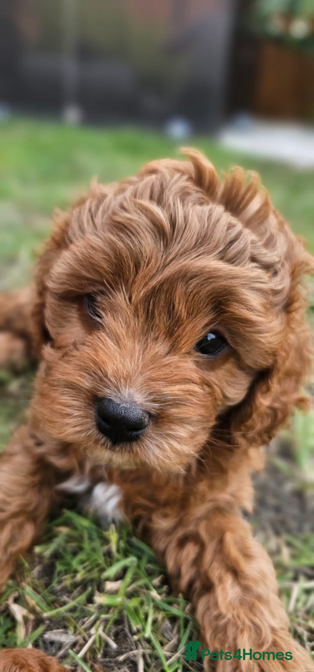 Cavapoo dogs for sale: Cavapoo dna clear  - Image 4