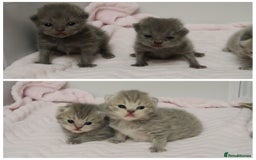 British Shorthair cats for sale: Solid Blue & Blue Golden Spotted Tabby Kittens - Image 2