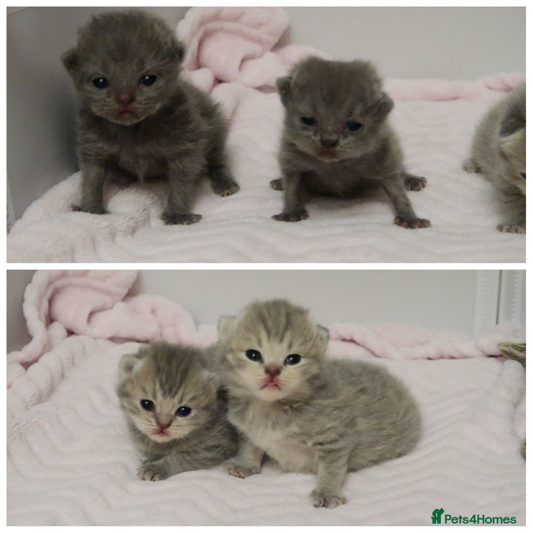 British Shorthair cats for sale: Solid Blue & Blue Golden Spotted Tabby Kittens - Image 2