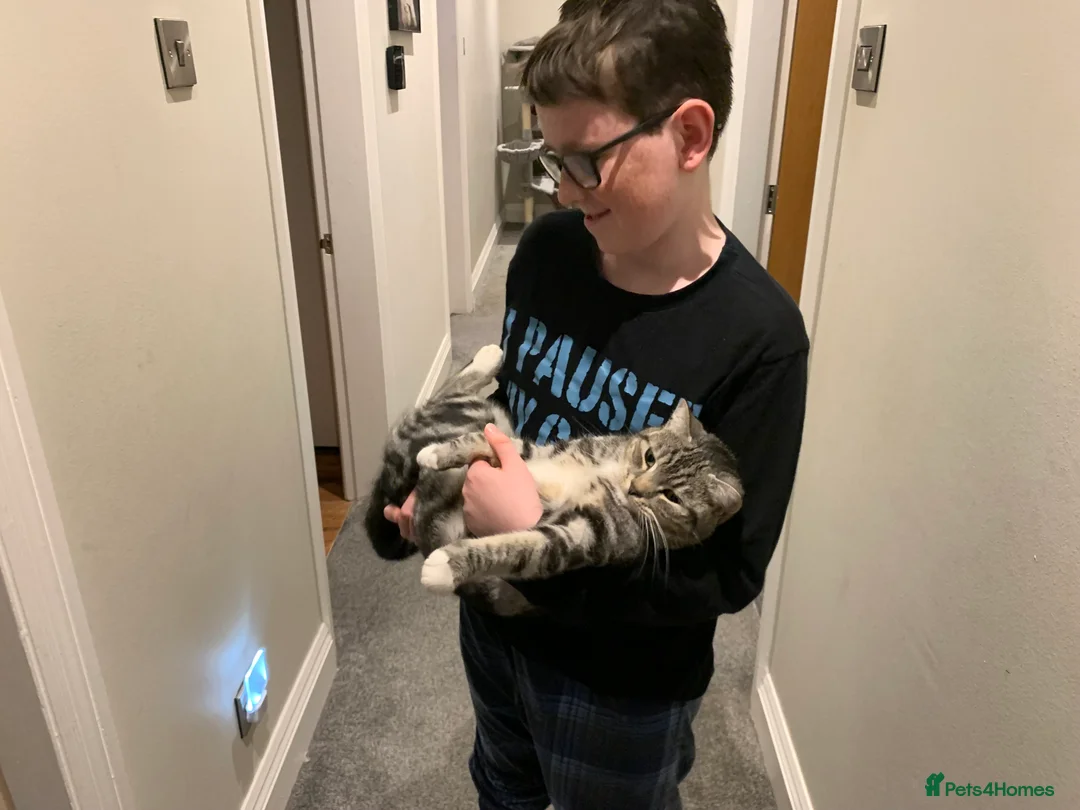 Mixed Breed cats for sale: Hunting cat  in Richmond - Advert 5