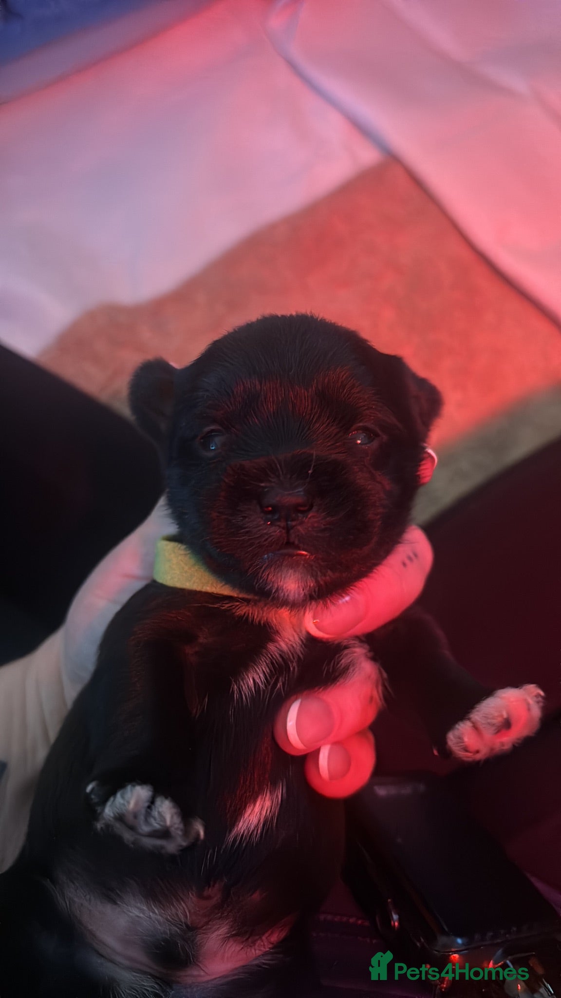 Mixed Breed dogs Schapso puppies  - Advert 10