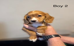 Cocker Spaniel dogs for sale: Beautiful cocker spaniel puppies ready now - Image 9