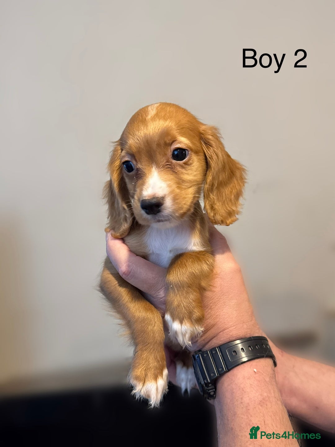 Cocker Spaniel dogs for sale: Beautiful cocker spaniel puppies ready now - Image 9