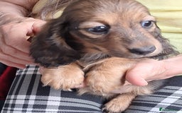 Miniature Dachshund dogs for sale: minature long haired daschund  - Image 1