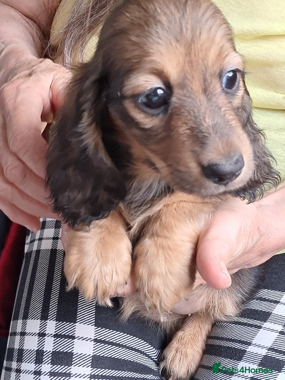 Miniature Dachshund dogs for sale: minature long haired daschund  - Image 1