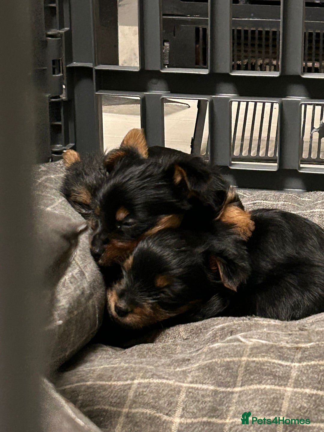 Yorkshire Terrier dogs for sale: Gorgeous small Yorkshire terrier puppies  - Image 2