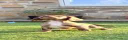Cocker Spaniel dogs for sale: 🐶 COCKER SPANIEL PUPPIES 🐶  - Advert 22