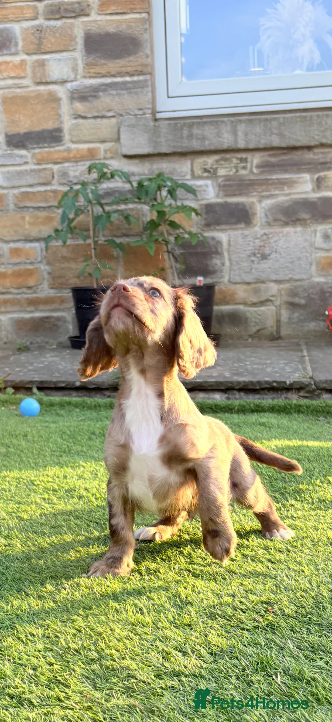 Cocker Spaniel dogs for sale: 🐶 COCKER SPANIEL PUPPIES 🐶  - Advert 22