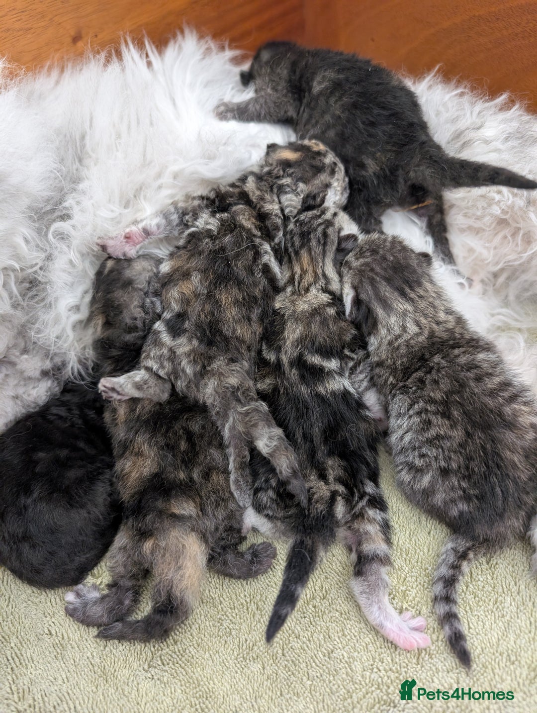 Selkirk Rex cats for sale:   💜 Selkirk Rex Kittens Ready 25th November 💜 - Image 12