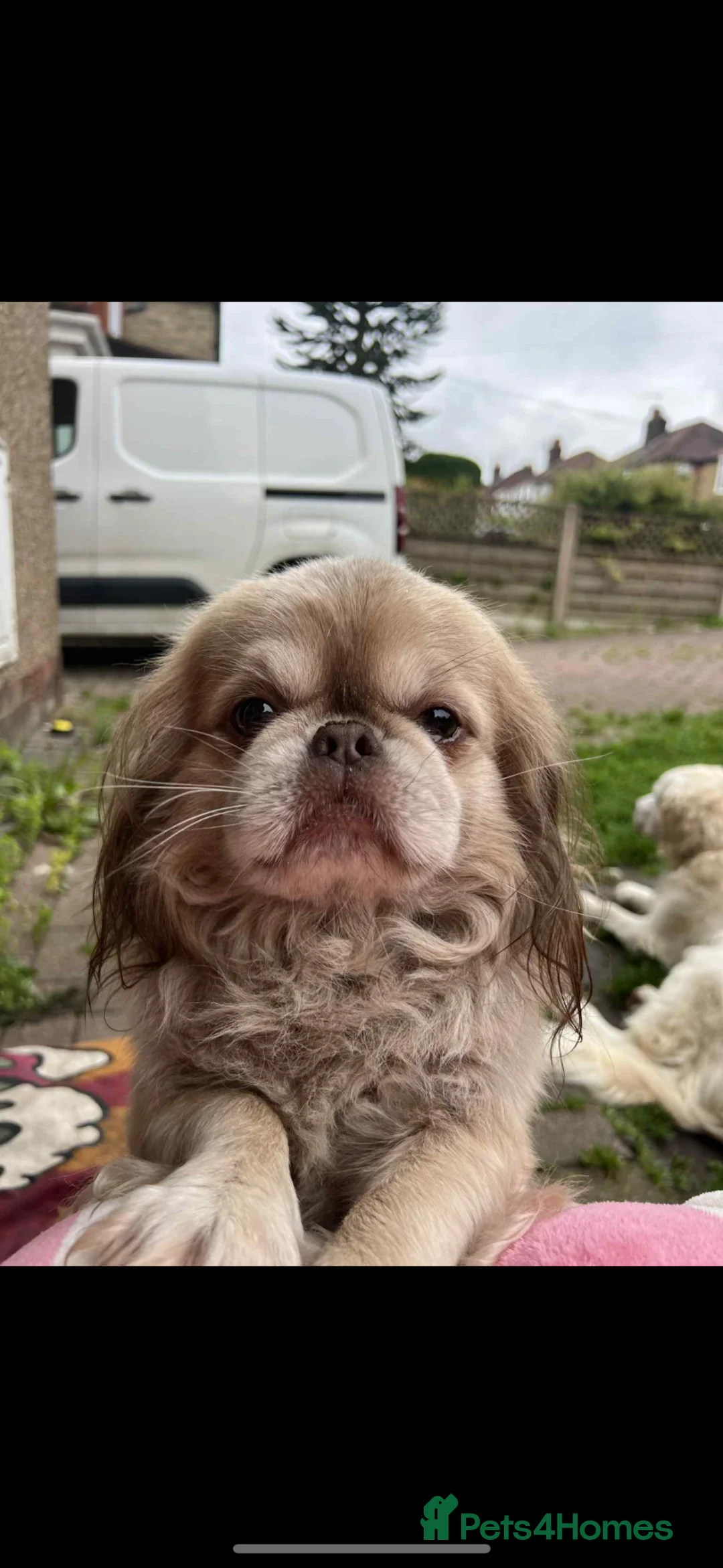 Mixed Breed dogs for sale: 7 year old Shih Tzu/ Pekinese    in Accrington - Advert 4
