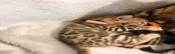 Bengal cats for sale: Only 2 Beautiful Bengal kittens Available🐾  - Advert 24