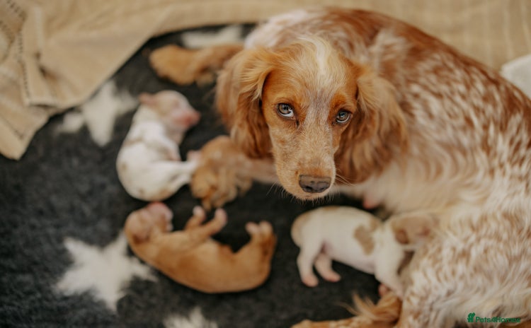 Cocker Spaniel dogs - Advert 9