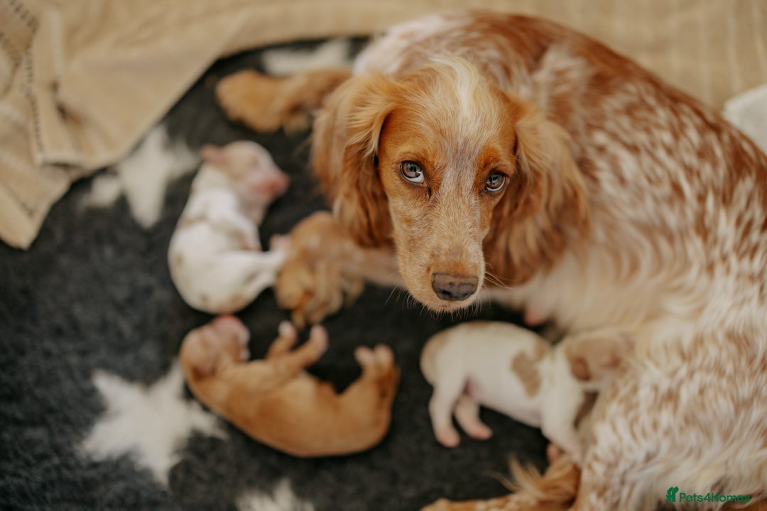 Cocker Spaniel dogs for sale: Stunning Cocker Spaniels - Image 1