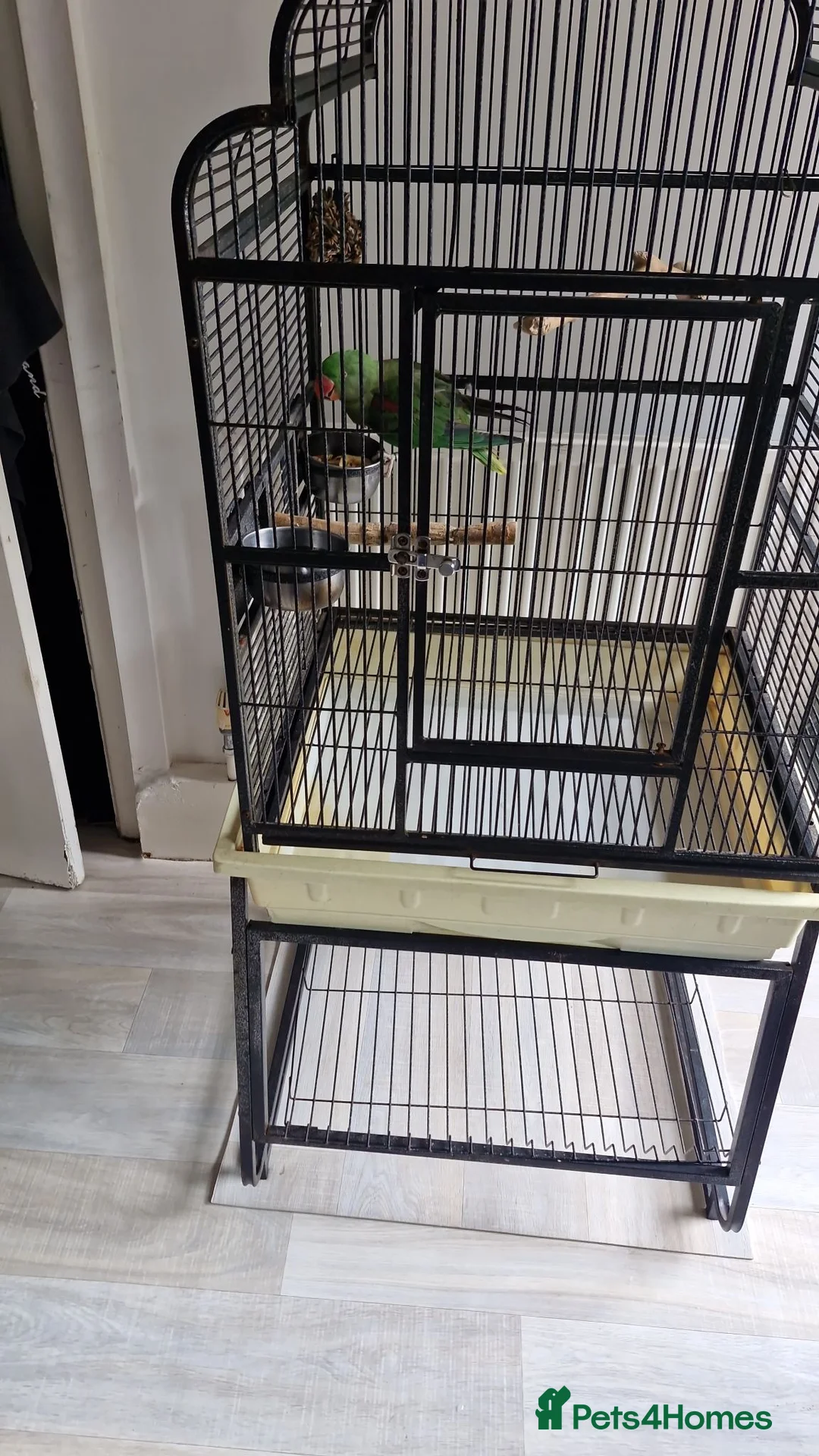 Parrots birds for sale: Alexandrian female parrot  in Bolton - Advert 2
