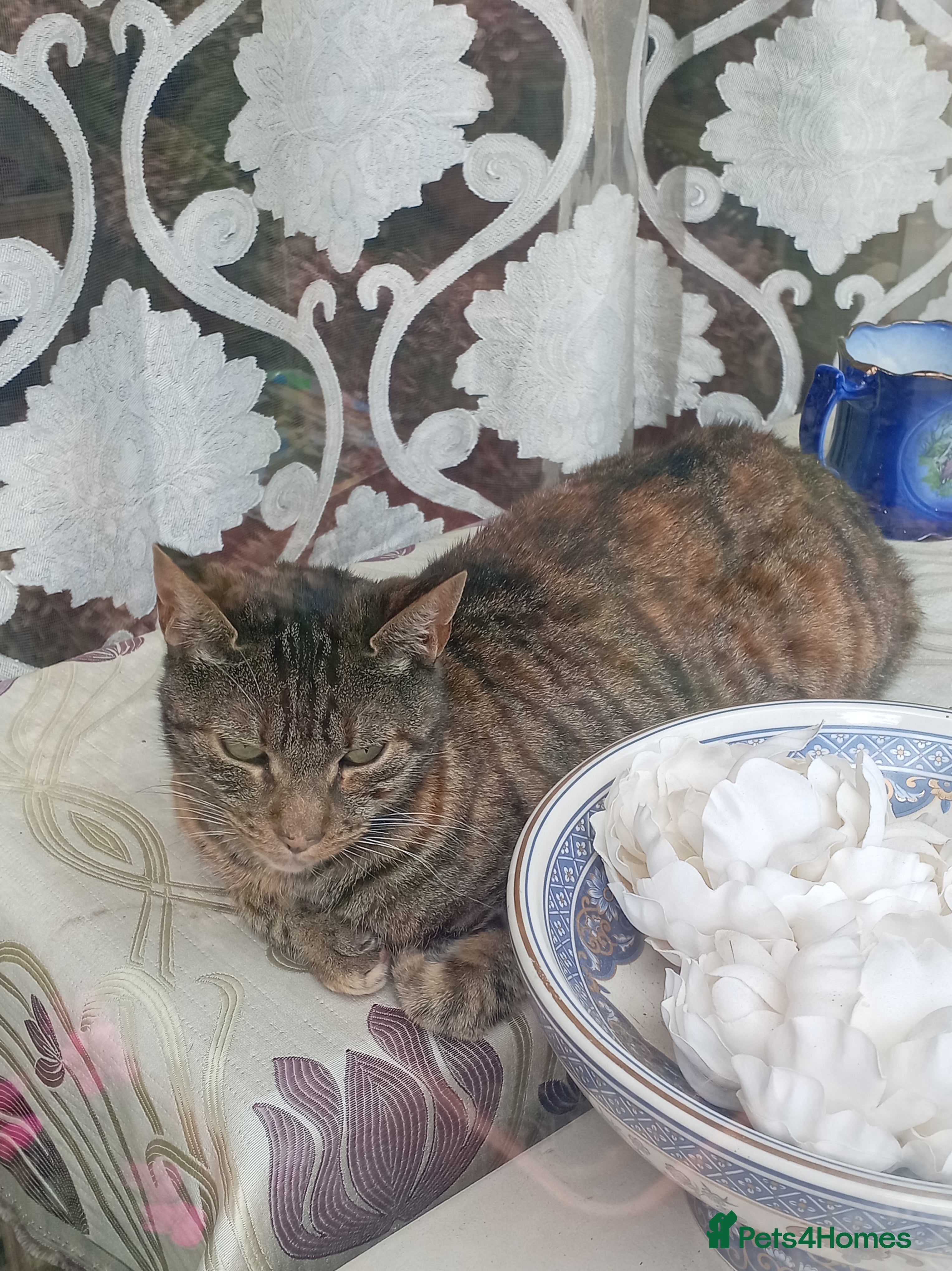 Mixed Breed cats Two lovely female cats looking for a family - Advert 1