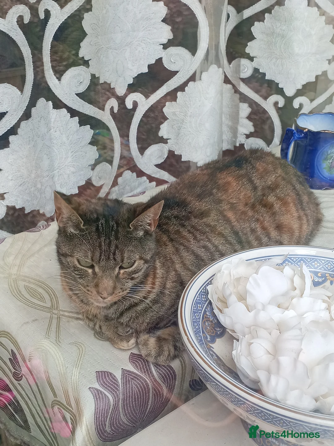 Mixed Breed cats for sale: Two lovely female cats looking for a family - Advert 1