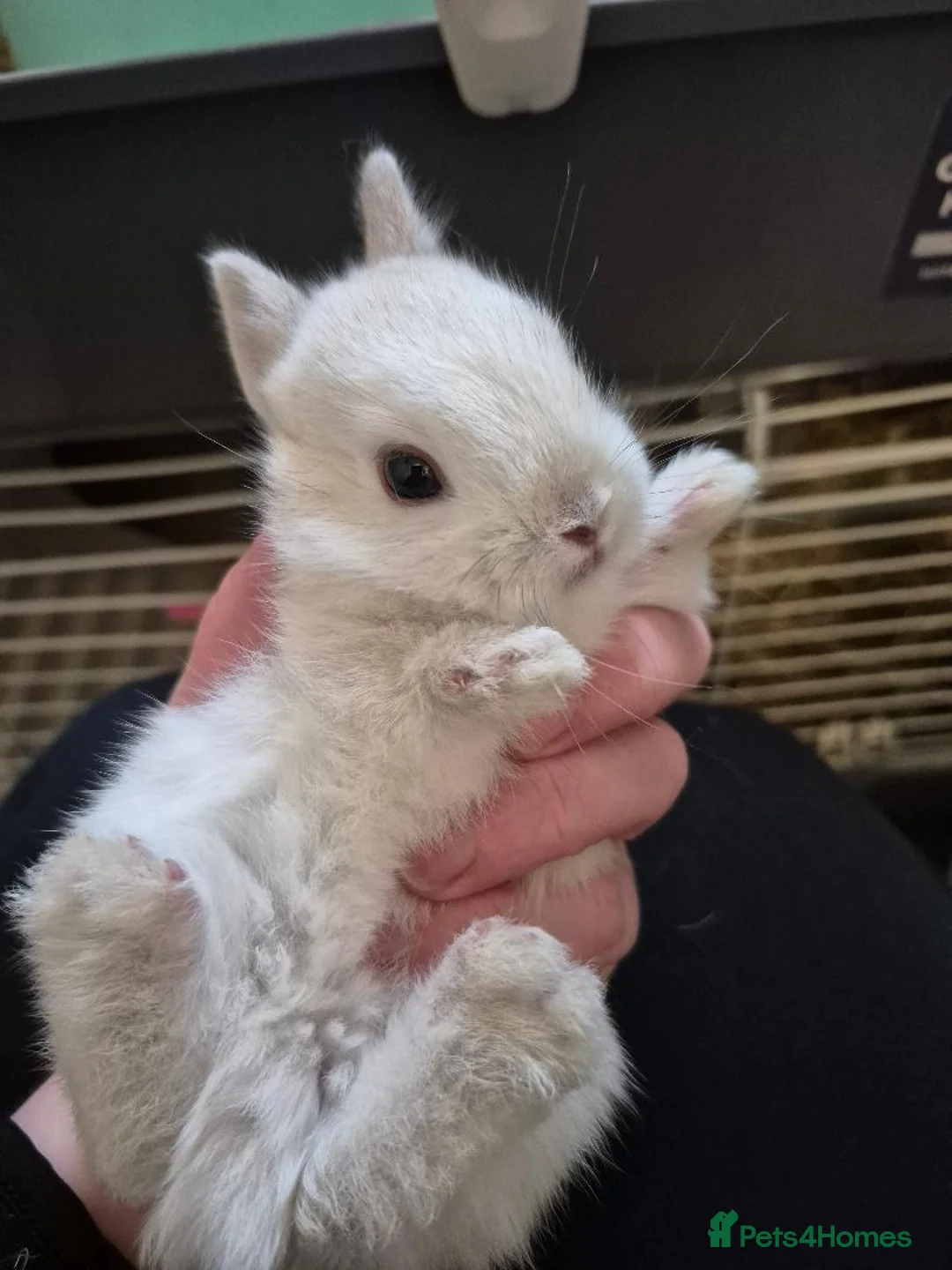 Mixed Breed rabbits for sale:  Lionhead x Netherland Dwarf baby rabbits in Kidderminster - Advert 2