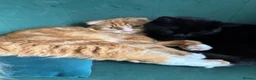 Maine Coon cats for sale: Scottish fold longhair mix - Advert 3