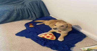 Mixed Breed dogs HERSHY - Advert 1