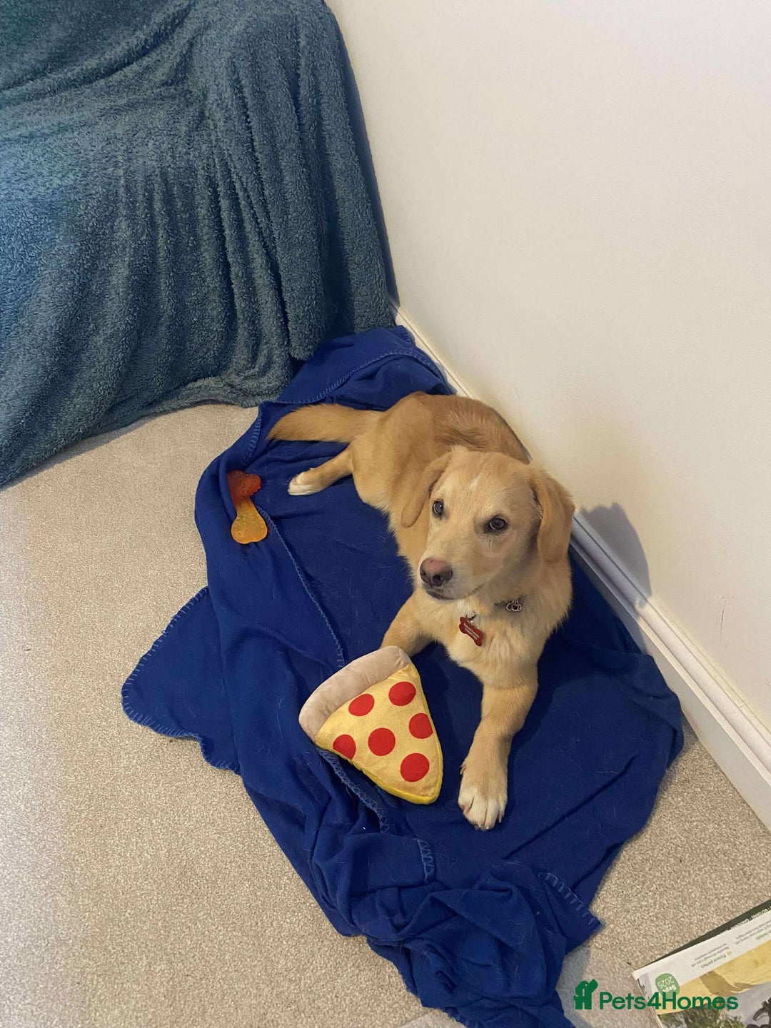 Mixed Breed dogs for adoption: HERSEY  - Advert 2