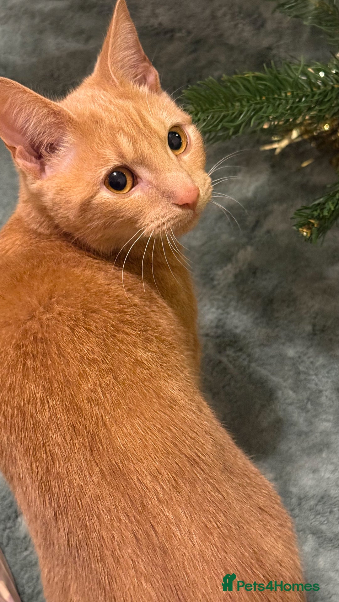 Mixed Breed cats for sale: Kitten for adoption  - Advert 1