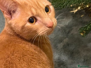 Mixed Breed cats Kitten for adoption - Advert 1