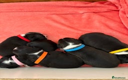 Boston Terrier dogs for sale: K.C. BEAUTIFUL BOSTON TERRIER PUPPIES - Image 4