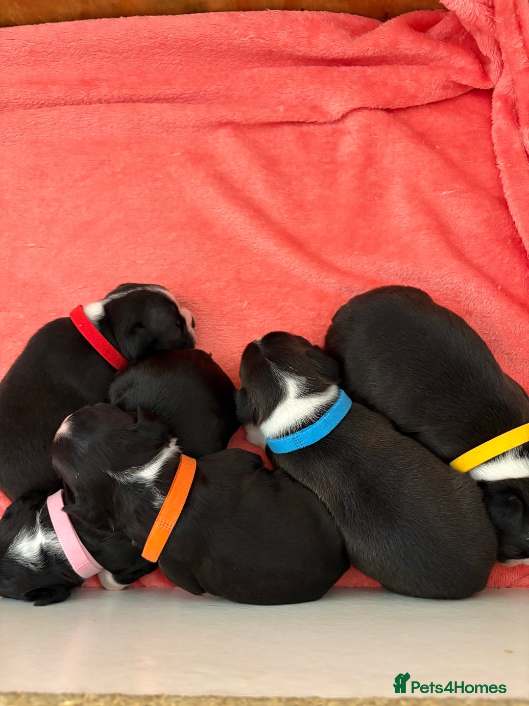Boston Terrier dogs for sale: K.C. BEAUTIFUL BOSTON TERRIER PUPPIES - Image 4
