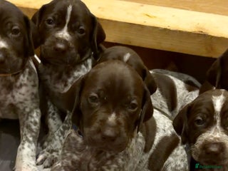German Shorthaired Pointer dogs 3 Males GSPs Available - Advert 1