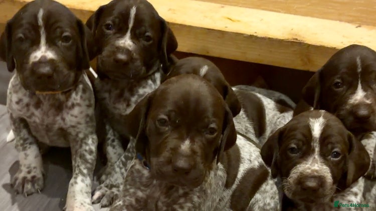 German Shorthaired Pointer dogs 3 Males GSPs Available - Advert 3