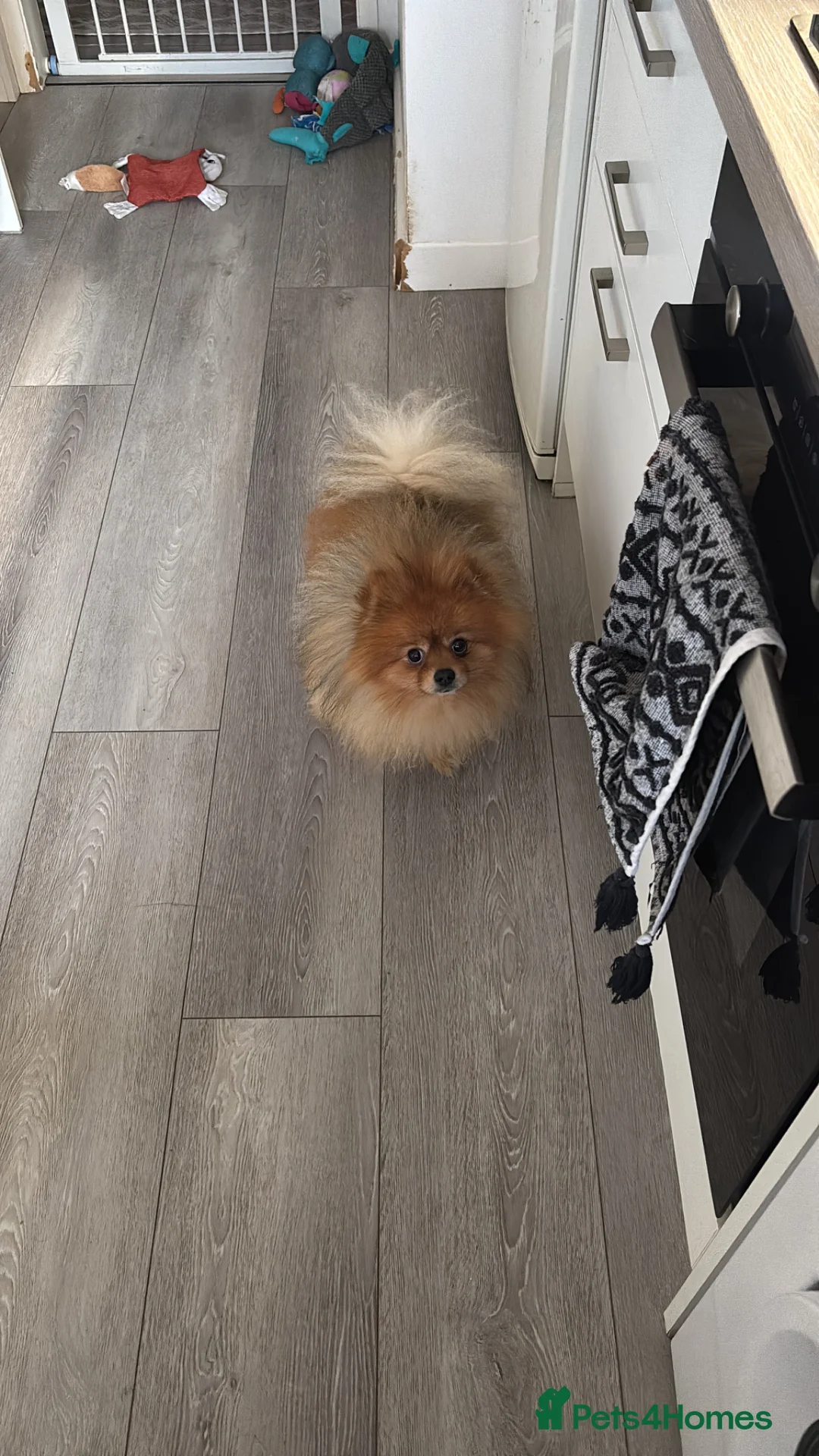 Pomeranian dogs for sale: Beautiful Pom George  in Aldershot - Advert 2
