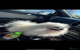 Pomeranian dogs for sale: Super quite Kc Pomeranians puppies(1 boy available - Image 14