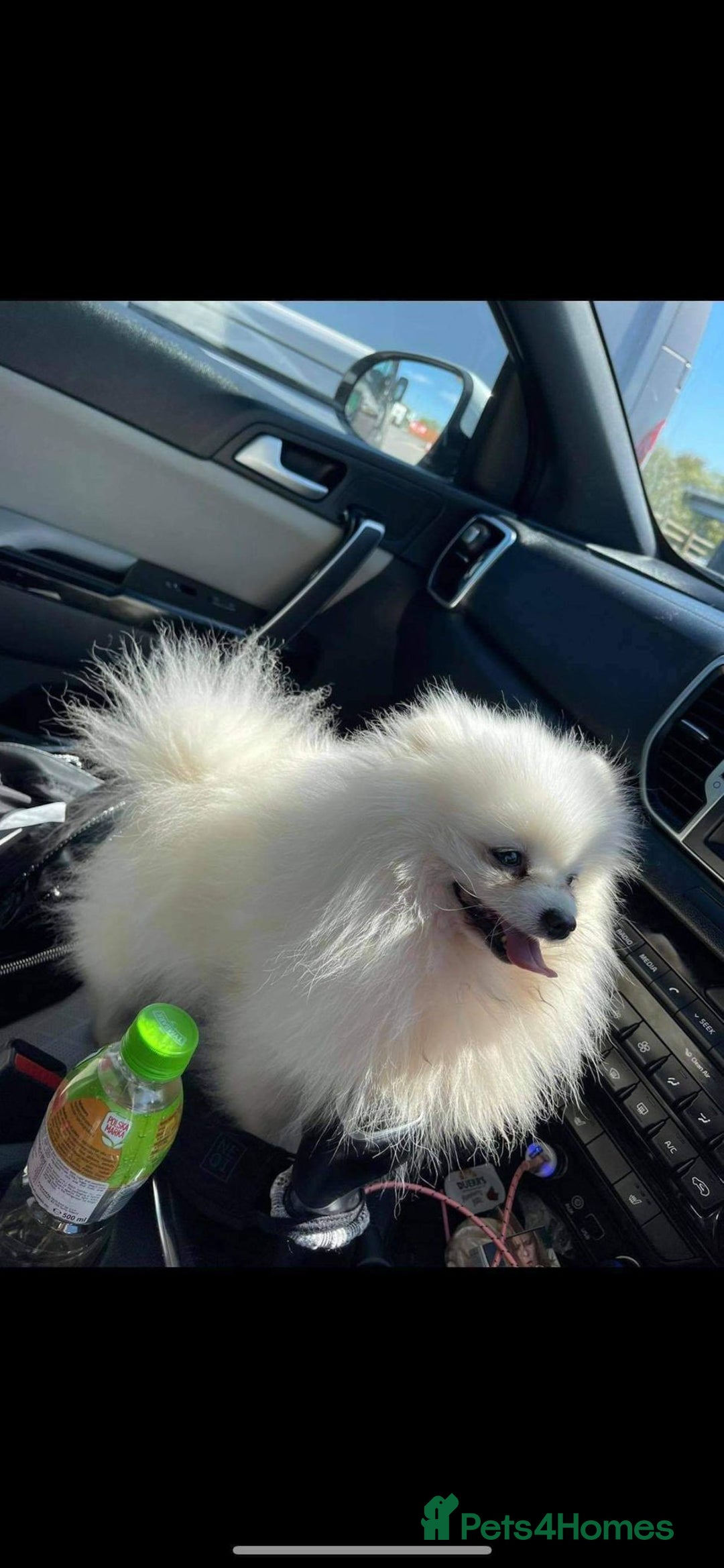 Pomeranian dogs for sale: Super quite Kc Pomeranians puppies(1 boy available - Image 14