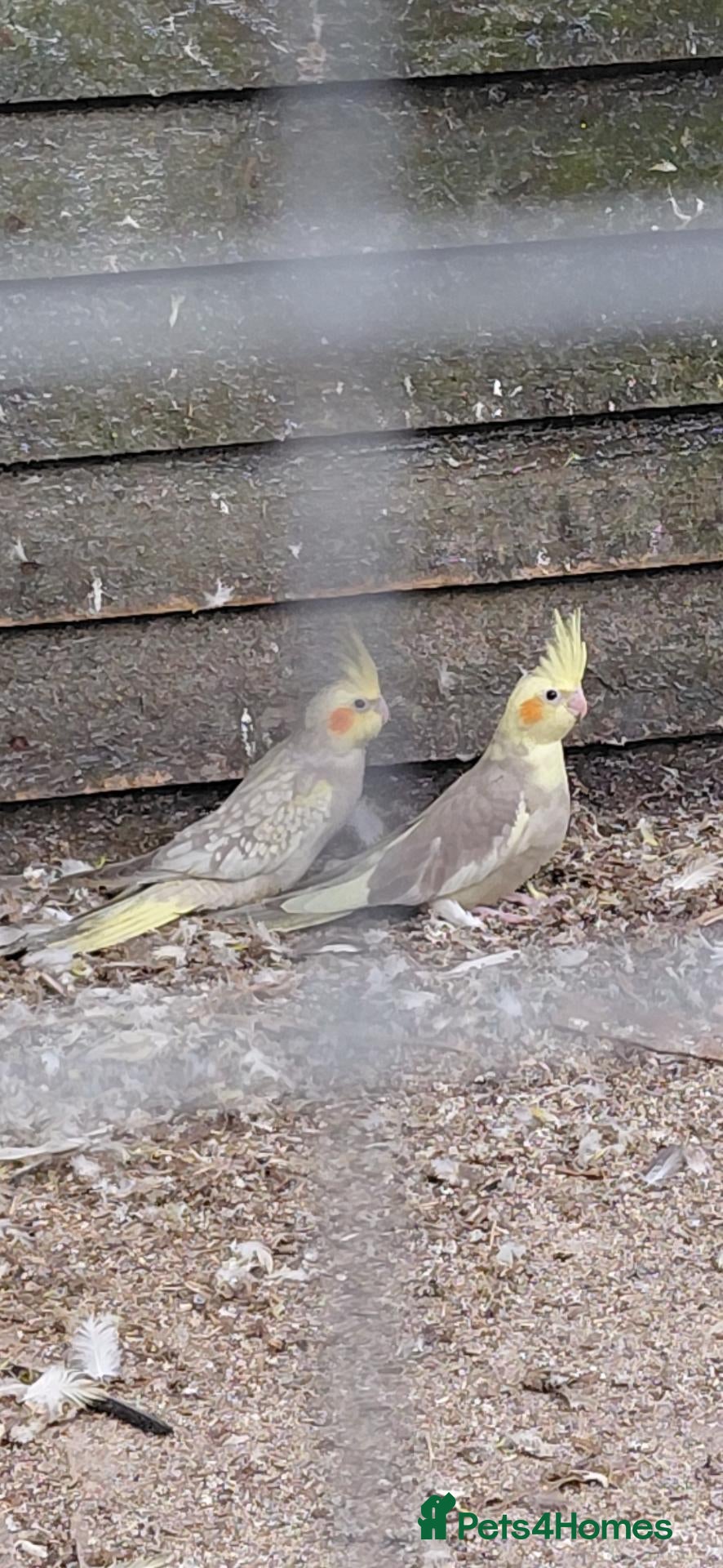Cockatiels birds Young cockatiels for sale  - Advert 15