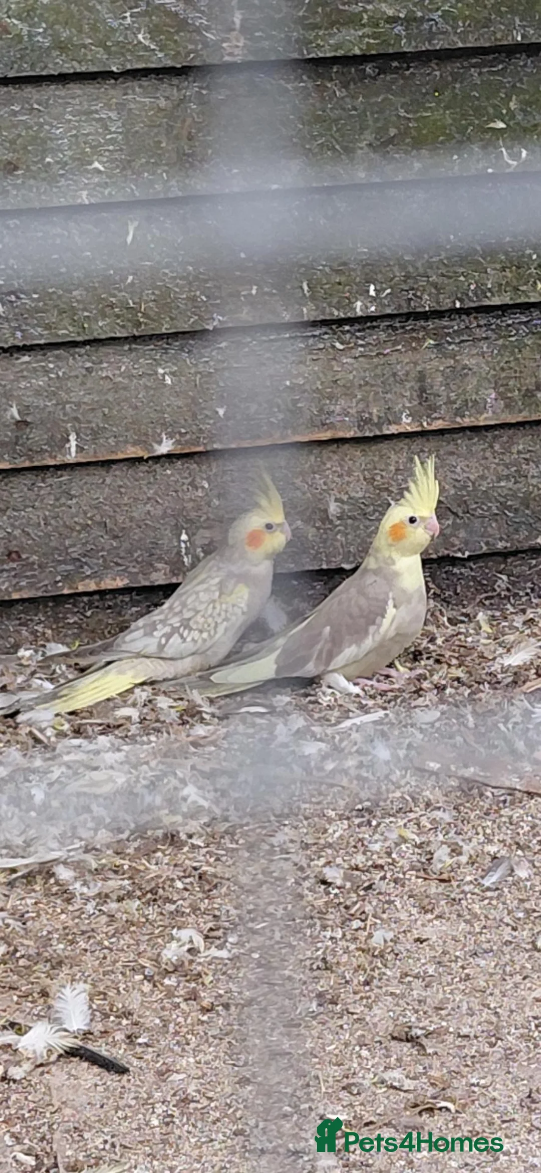 Cockatiels birds for sale: Young cockatiels for sale  - Advert 1