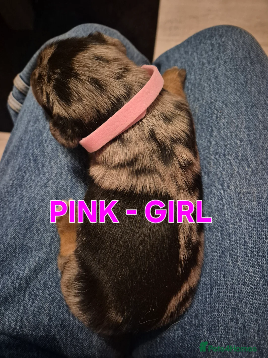 Mixed Breed dogs for sale: Kelpie x Collie pups  - Advert 1