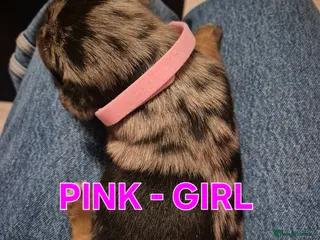 Mixed Breed dogs Kelpie x Collie pups - Advert 1