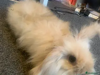 Mini Lion Lop rabbits Penny - Adult Rabbit Looking for a Loving Home - Advert 2